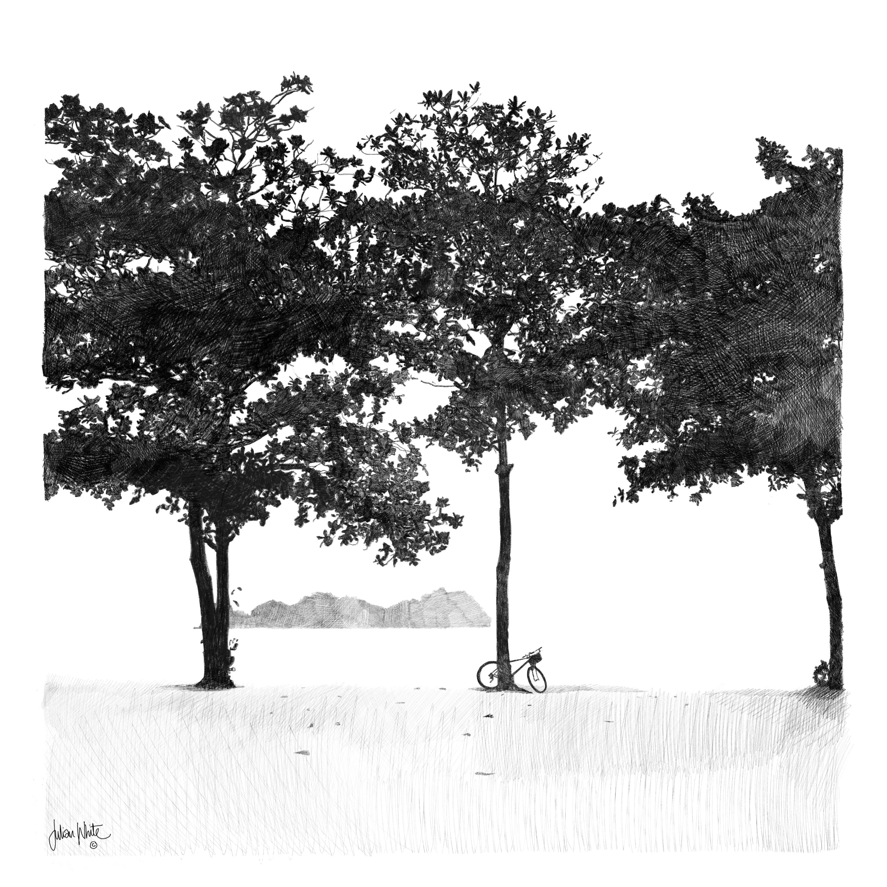Trees and Bicycle on a Beach