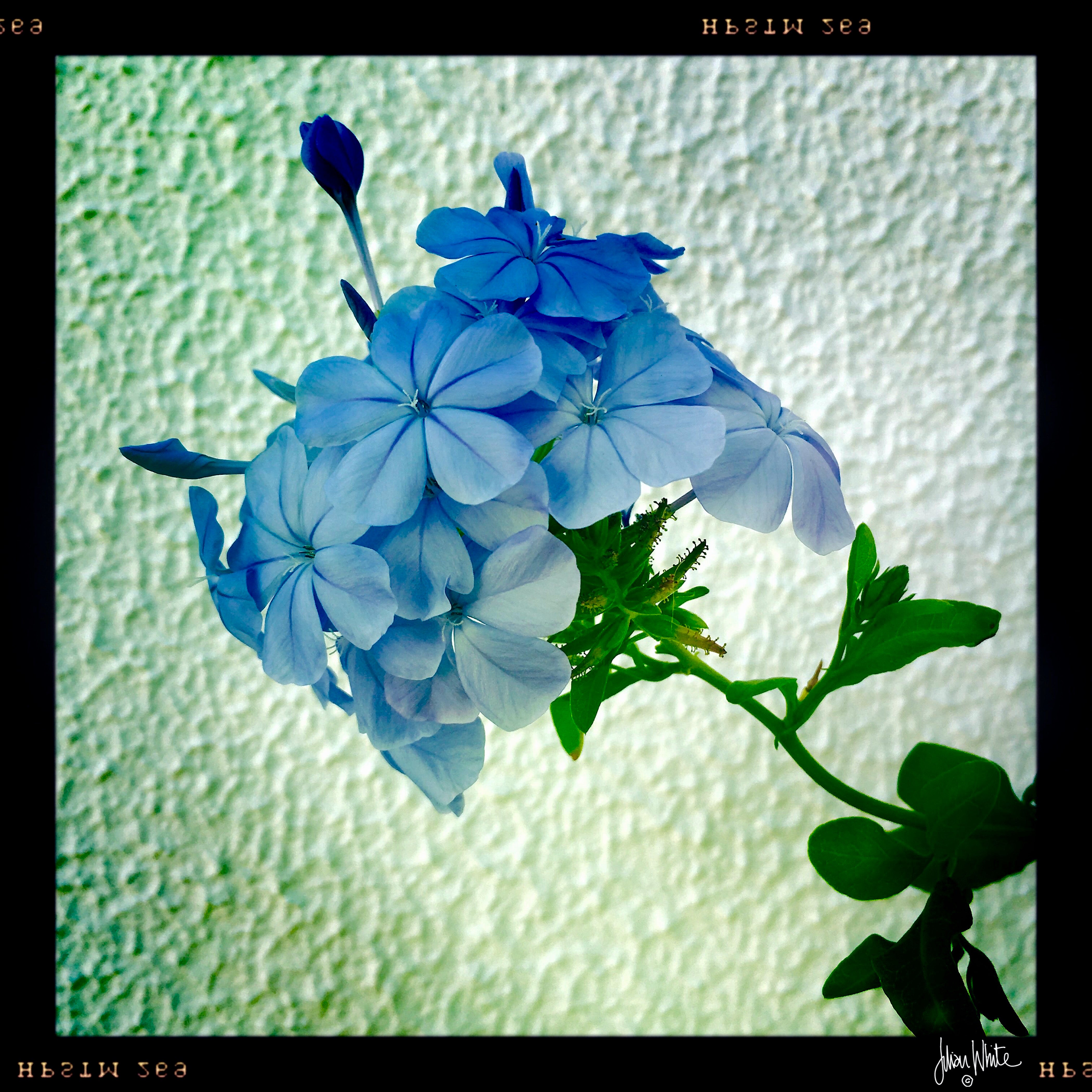Blue Flower with White Wall