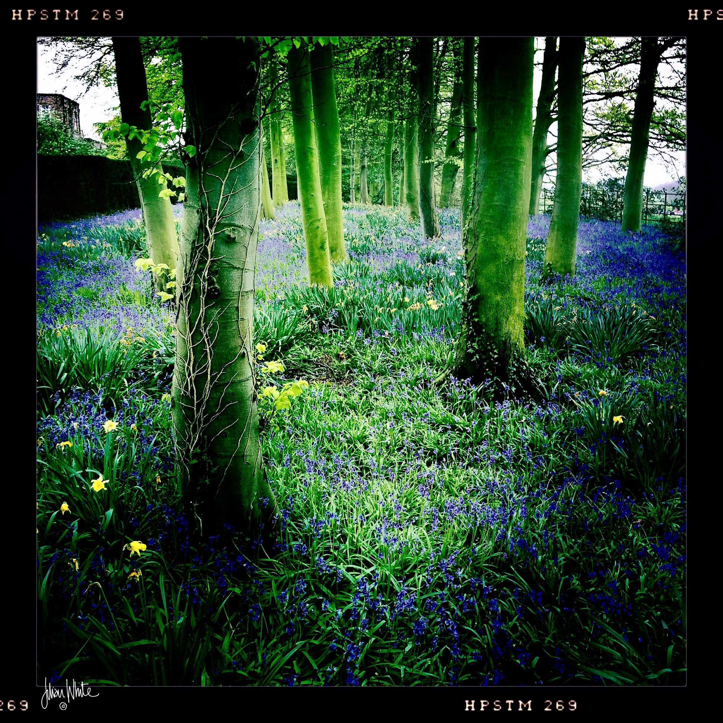 Bluebells and Green Trees