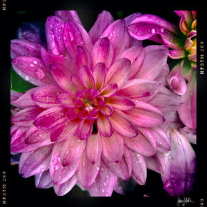 Pink Dahlia with raindrops