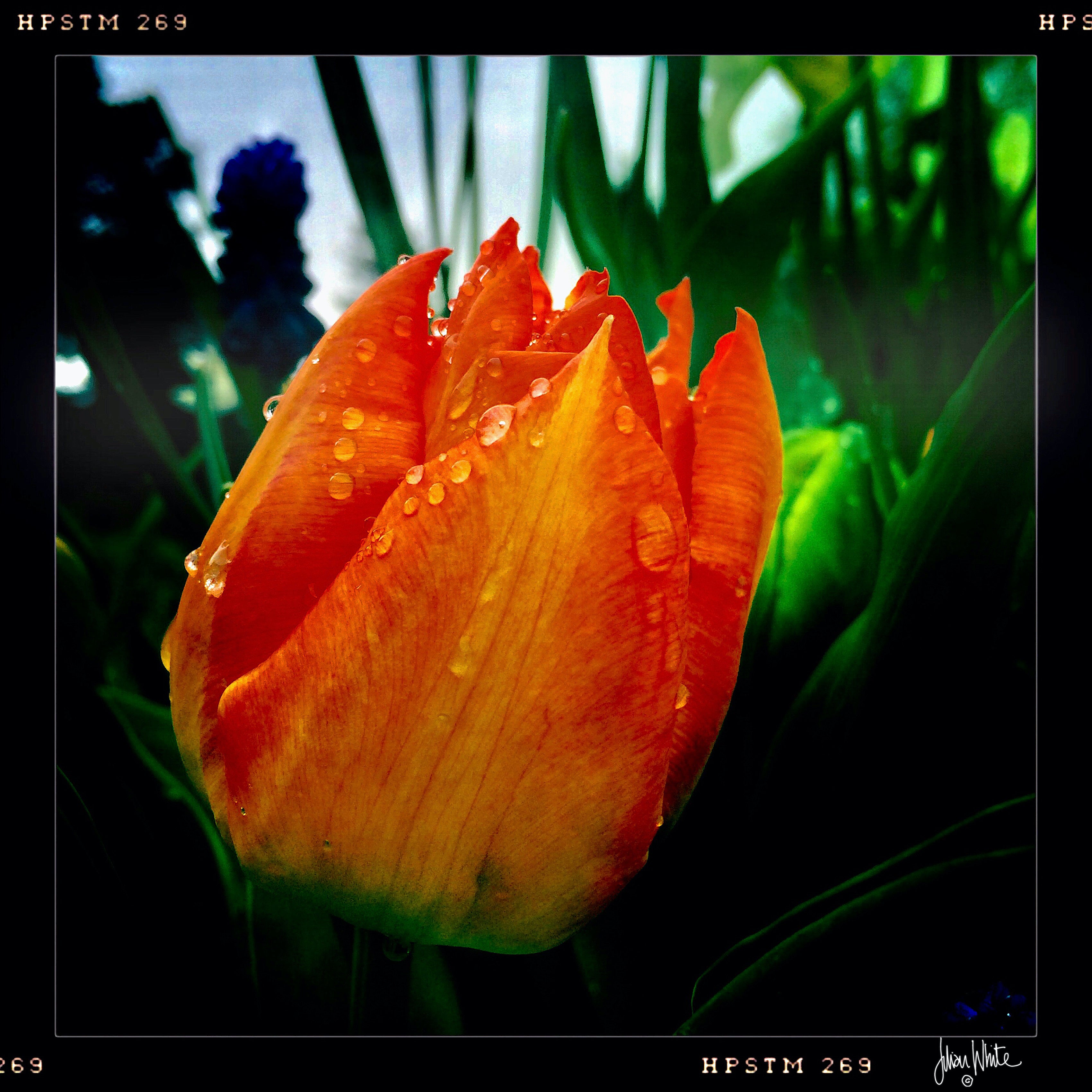 Tulip with Raindrops