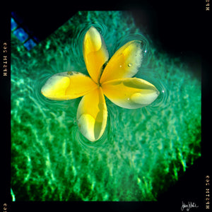 Yellow Flower on Water