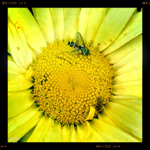Yellow Flower with Insects